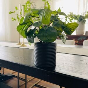 Hilton carter small accent plant new